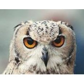 Catherine Marleau's photo