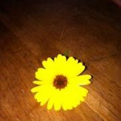 Foto von Heather Willis