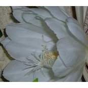 Foto von Joyce Louden