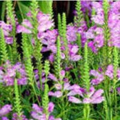 Nanette Diel's photo