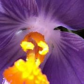 Meri DelCostello-Sanders's photo