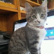 Sharon Gordon's photo