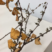 plant id