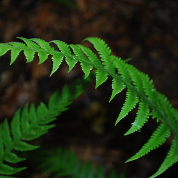 Japanese beech fern