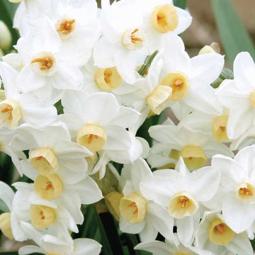 ‘Grand Primo’ Narcissus Narcissus tazetta 'Grand Primo'