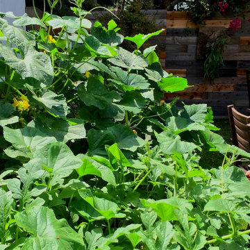 Squash Plant cascades over raised vegetable planter