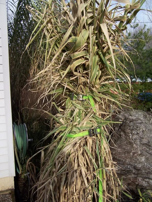 Cutting ornamental grasses