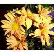 Deneen Fleck_McClains foto