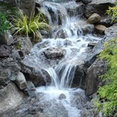 Pond Paradise Designs's profile photo