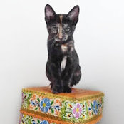 Shannon Sutherland's photo
