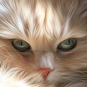 Foto von Rox Hemmingway