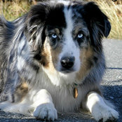 Sandy Sherwoods billede