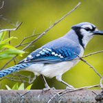 Alix Collins - "Blue Jay Portrait" 5x7 Photography by Alix Collins - I have been a I have been a photographer for over 15 years, providing professional portrait and event photography to my clients. I also create photographic artwork, and provide stock images for several popular stock photography companies. My artwork has been featured in many online photography groups, and won several art competitions.
