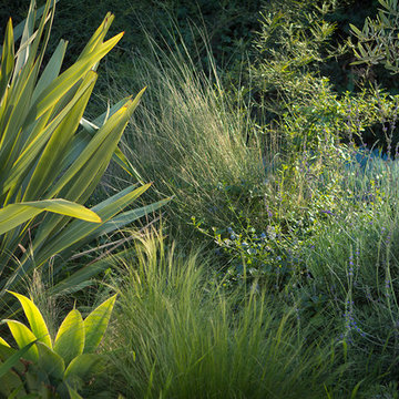 Culver City, a Low Maintenance Colorful Landscape