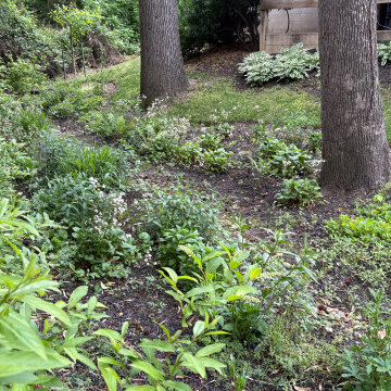 After Photo with Plants Filling In