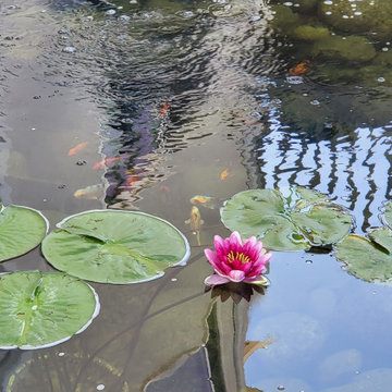 Custom✨ Koi Pond