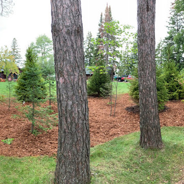 Instant Forest in Wisconsin