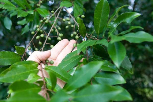 Small Trees With Little Green Berries