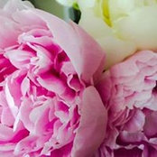 April Dominguez's photo