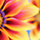 lidobug