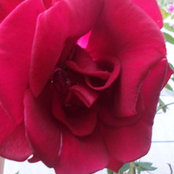 Letty Gido's photo