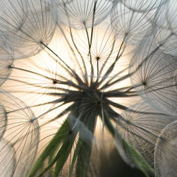 Wild Flower Fireworks - Prints And Posters
