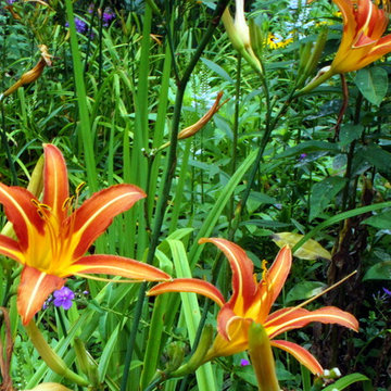 garden flowers