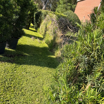 Commercial Landscape Enhancement