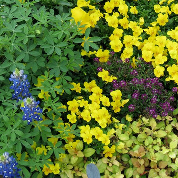 Zero Lawn Xeriscape - Return of the Native