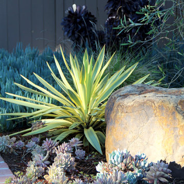 Dry Garden, Palos Verdes, CA