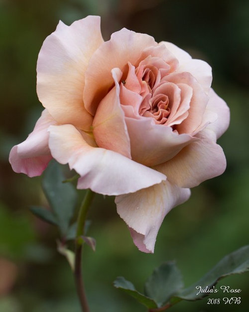 2018 spring roses in my garden