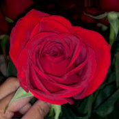 Sheryl Garcia's photo