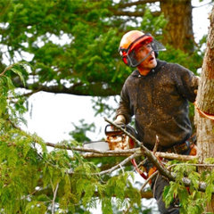 The Tree Guys