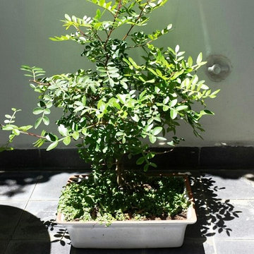 Bonsaï : création & entretien (Pistacia atlantica - Style Tachiki avant la taill