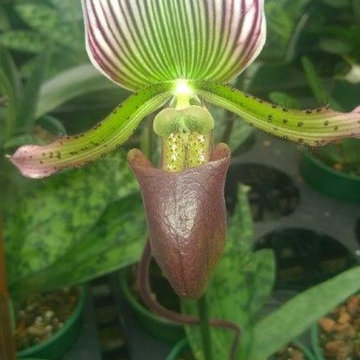 orchids