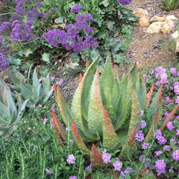 Xeriscape Drought Resistant Landscaping