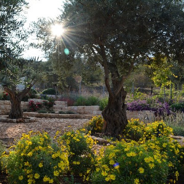 A garden with old olive trees