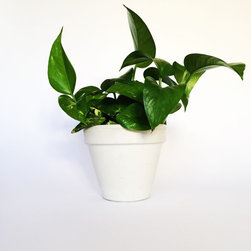 6" Classic Concrete Pot / White - Indoor Pots And Planters