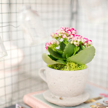 House plants