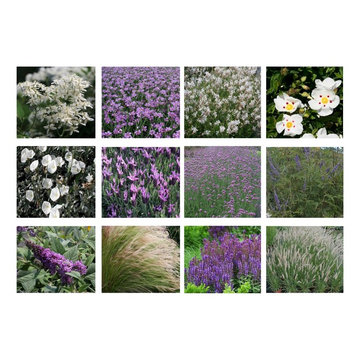 Perennials, shrubs and other ideas