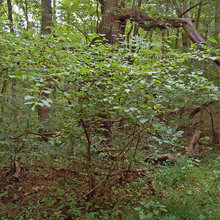 Understory Trees
