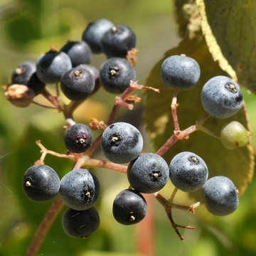 Blue elderberry