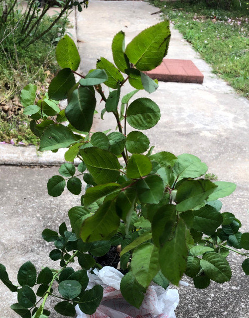 Roses Unlimited Order and more