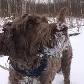 Julie Lapointe Bazinet's photo