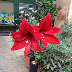 hardy amaryllis - Products