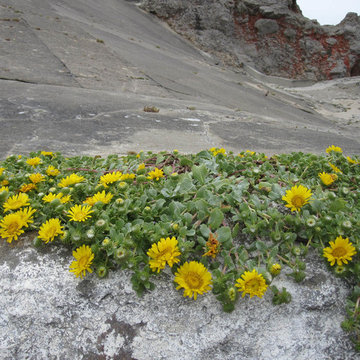 Grindelia Stricta var. Platyphylla