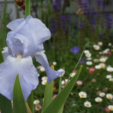 Weybridge - Surrey - Family Garden
