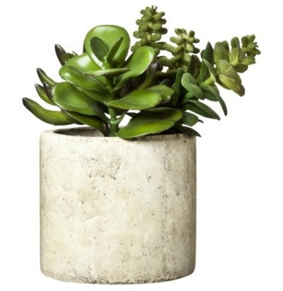 Contemporary Plants by Target