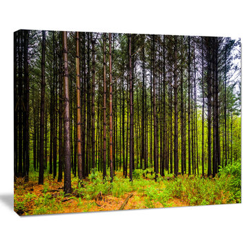 Pine Trees in Michaux Forest, Modern Forest Canvas Art, 20"x12"