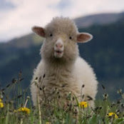 woolisforsheeps foto